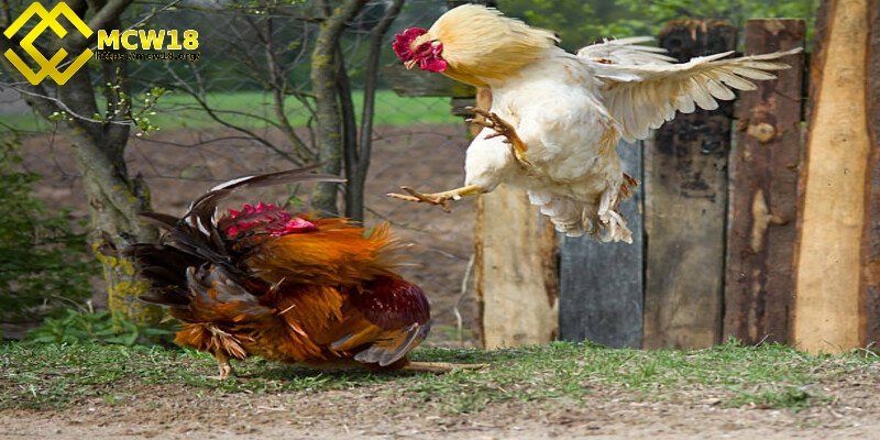 Bạn tránh được rủi ro không mong muốn như thay đổi kèo, gặp tình trạng gian lận