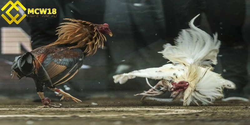 Bối cảnh và diễn biến của trận gà 15 tỷ